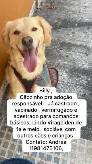 Cachorro ra a SRD-ViraLata idade 1 ano nome Bilky