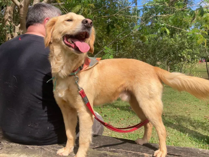 Cachorro ra a SRD-ViraLata idade 1 ano nome Bilky