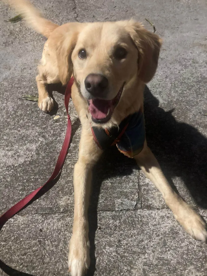 Cachorro ra a SRD-ViraLata idade 1 ano nome Bilky