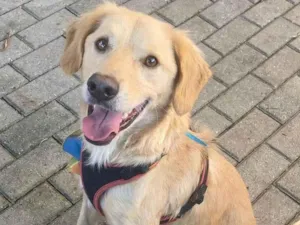 Cachorro raça SRD-ViraLata idade 1 ano nome Bilky
