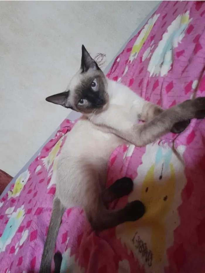 Gato ra a Siamês  idade 7 a 11 meses nome Annie 