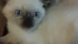 Gatinhos
