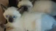 Gatinhos