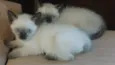Gatinhos