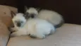 Gatinhos