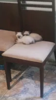 Gatinhos