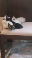 Gatinhos