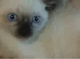 Gatinhos
