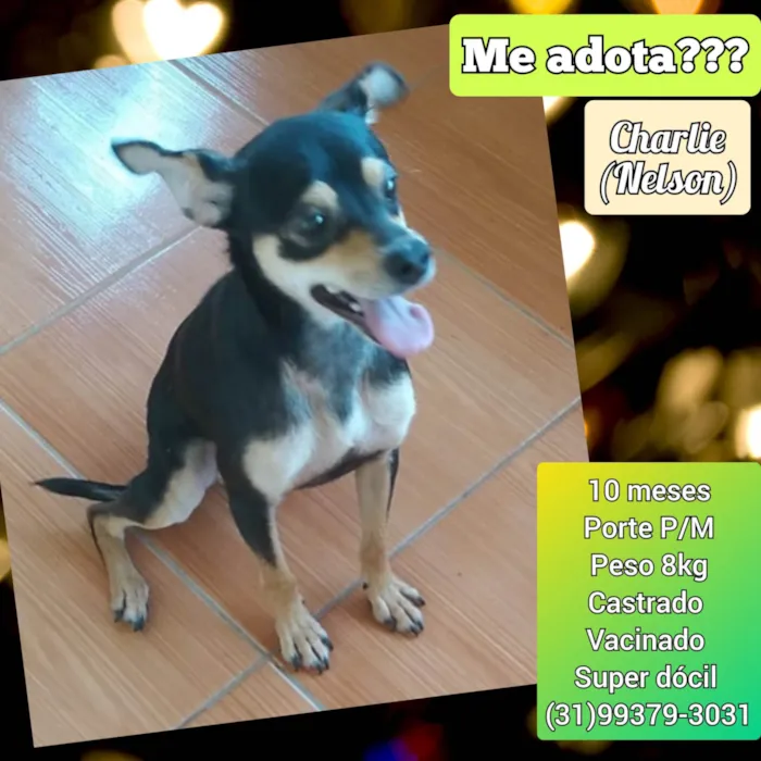 Cachorro ra a SRD-ViraLata idade 1 ano nome Charlie