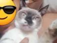 Uislei