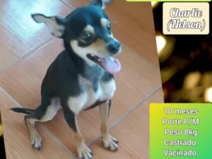 Cachorro raça SRD-ViraLata idade 1 ano nome Charlie