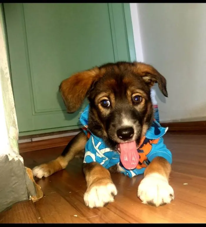 Cachorro ra a SRD-ViraLata idade Abaixo de 2 meses nome Kenay