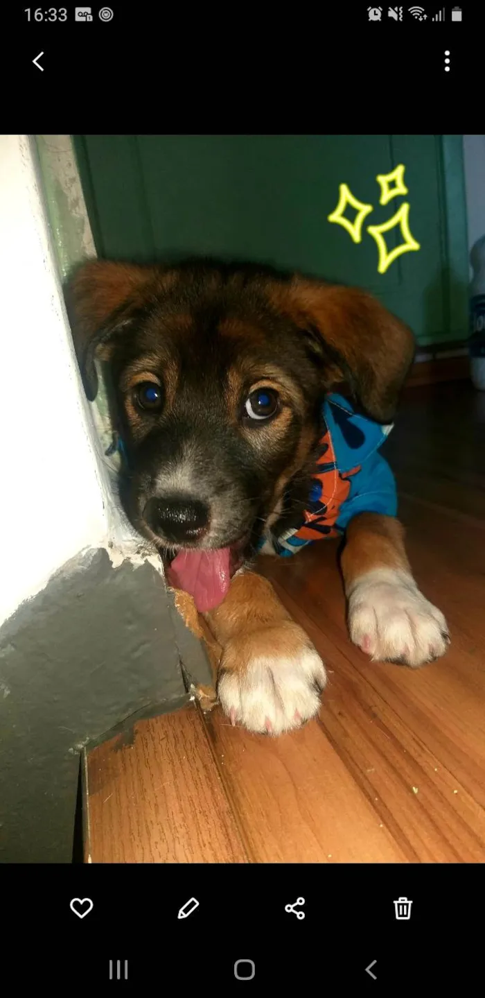 Cachorro ra a SRD-ViraLata idade Abaixo de 2 meses nome Kenay