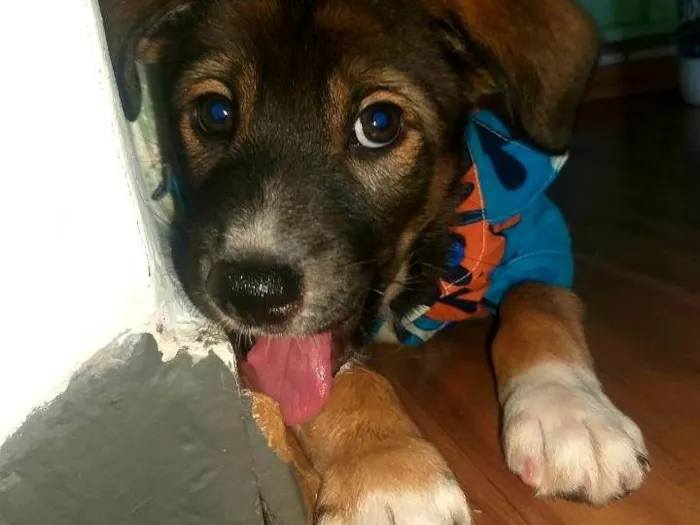 Cachorro ra a SRD-ViraLata idade Abaixo de 2 meses nome Kenay