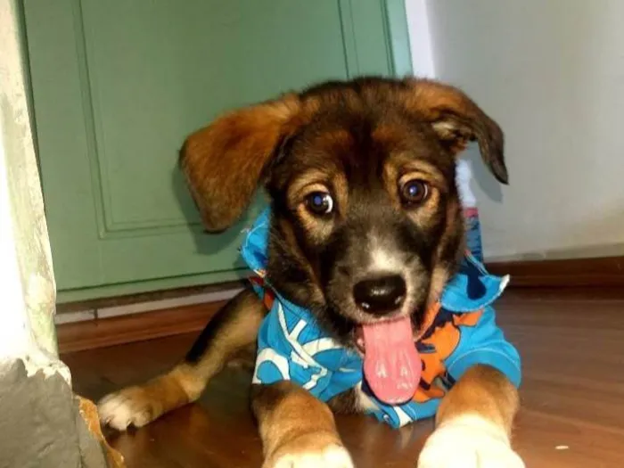 Cachorro ra a SRD-ViraLata idade Abaixo de 2 meses nome Kenay
