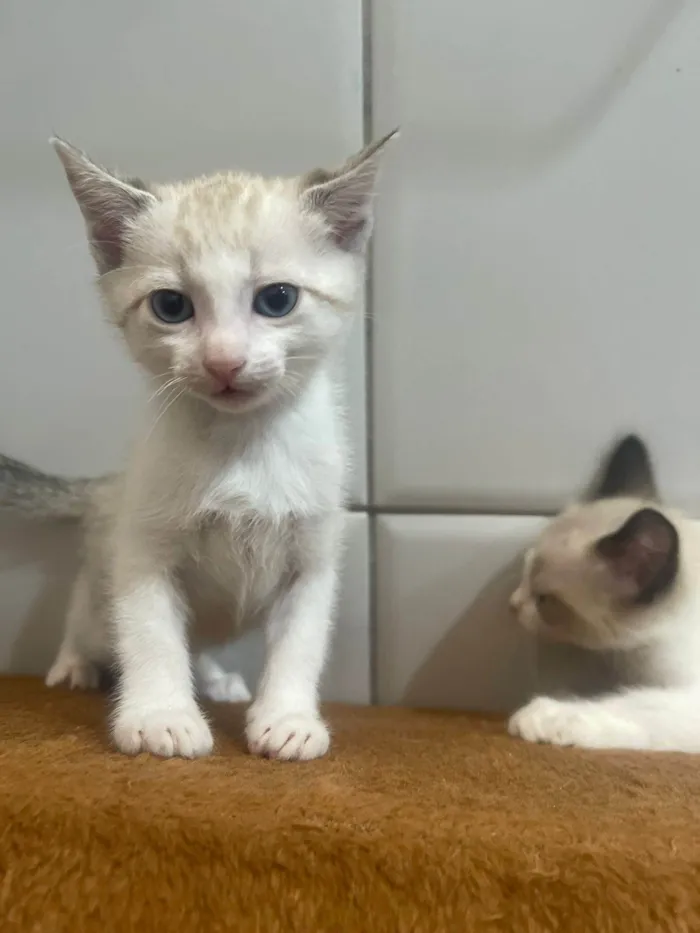 Gato ra a SRD-ViraLata idade 2 a 6 meses nome Paçoca