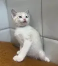 Paçoca