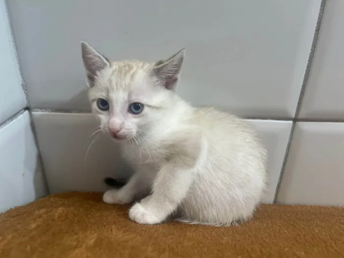 Gato ra a SRD-ViraLata idade 2 a 6 meses nome Paçoca