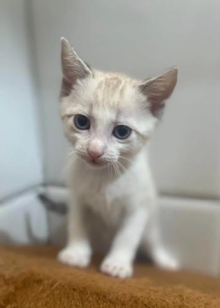 Gato ra a SRD-ViraLata idade 2 a 6 meses nome Paçoca
