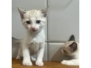 Gato raça SRD-ViraLata idade 2 a 6 meses nome Paçoca