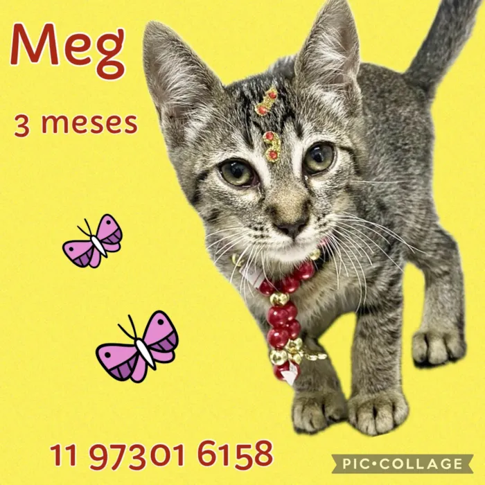 Gato ra a Srd idade 2 a 6 meses nome Meg