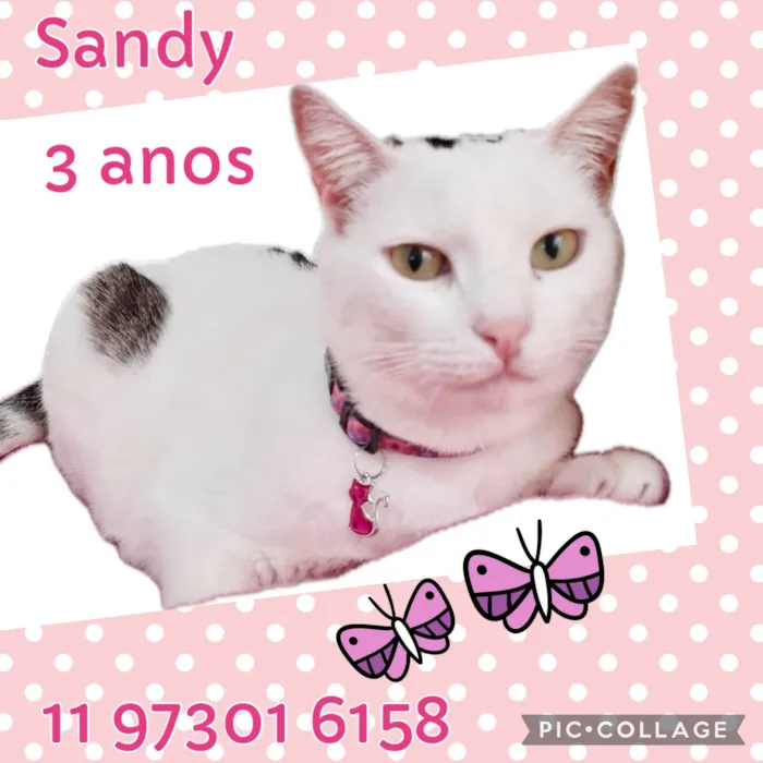Gato ra a Srd idade 3 anos nome Sandy