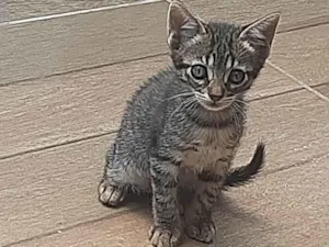 Gato raça SRD-ViraLata idade 2 a 6 meses nome Mia