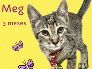 Gato raça Srd idade 2 a 6 meses nome Meg