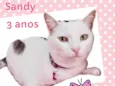 Sandy