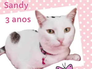 Gato raça Srd idade 3 anos nome Sandy