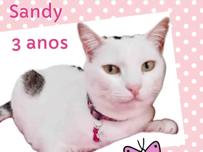 Gato ra a Srd idade 3 anos nome Sandy