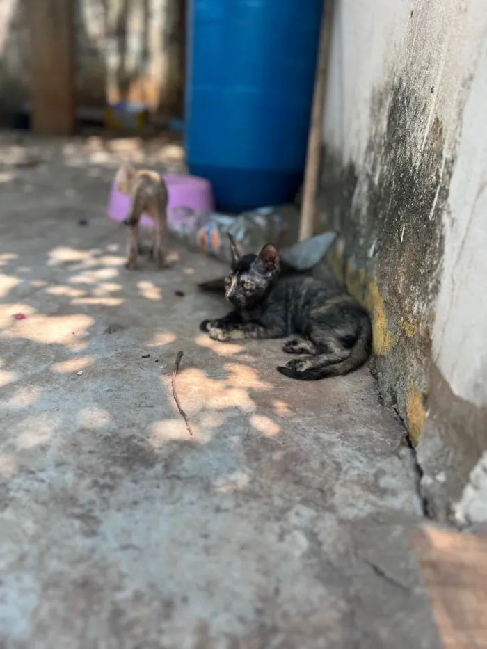 Gato ra a SRD-ViraLata idade 2 a 6 meses nome Chocolate negro e chocolate branco 