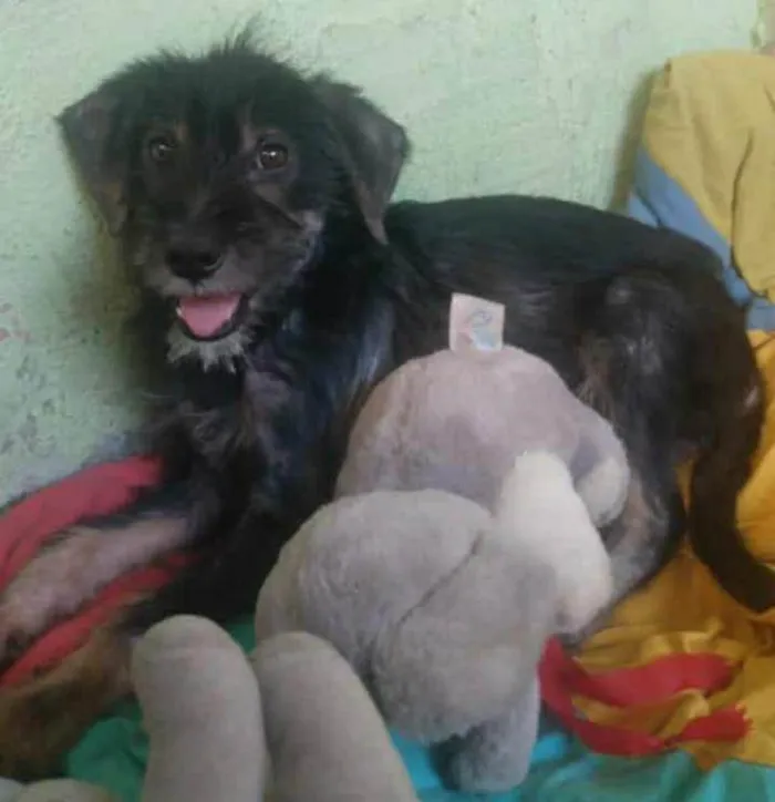 Cachorro ra a SRD-ViraLata idade 2 a 6 meses nome Belchior 