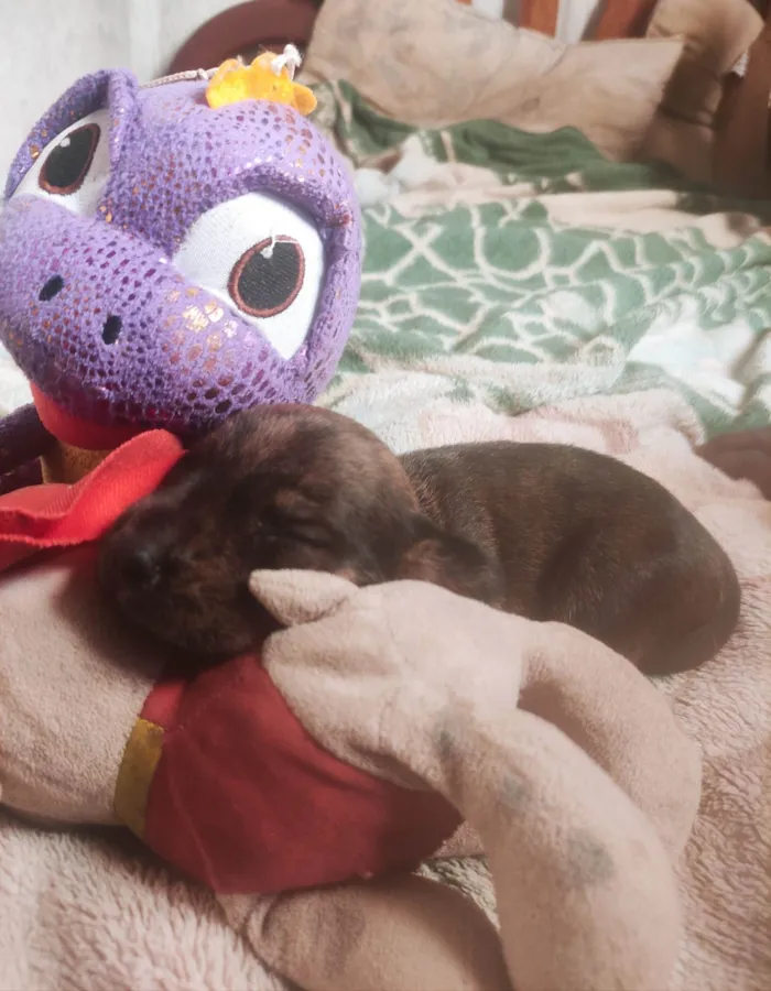 Cachorro ra a Bassé ,Pitbull  idade 2 a 6 meses nome Dora,Nora,Puly