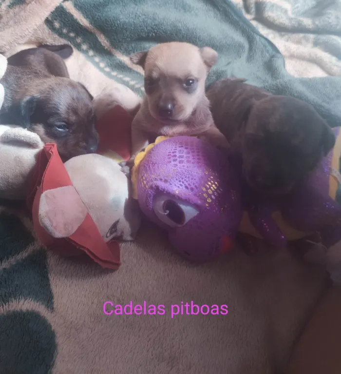 Cachorro ra a Bassé ,Pitbull  idade 2 a 6 meses nome Dora,Nora,Puly