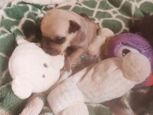 Cachorro raça Bassé com pitibull idade 2 a 6 meses nome Nora