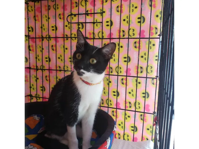 Gato ra a SRD-ViraLata idade 1 ano nome Felícia