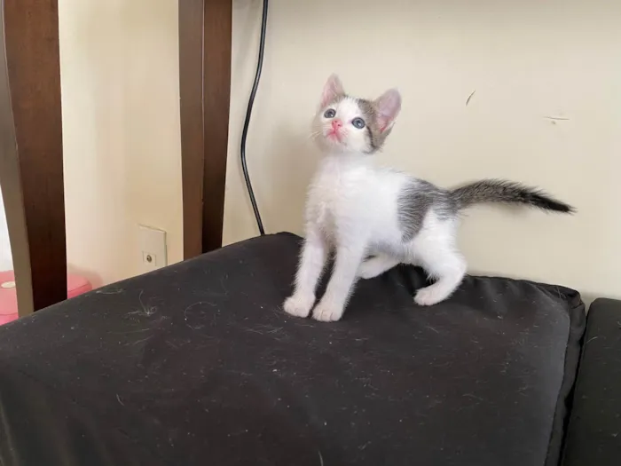 Gato ra a SRD-ViraLata idade 2 a 6 meses nome Sem nome 