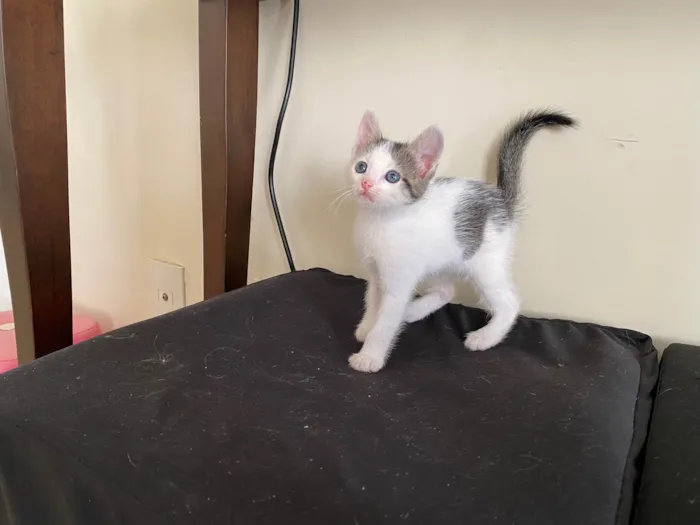 Gato ra a SRD-ViraLata idade 2 a 6 meses nome Sem nome 