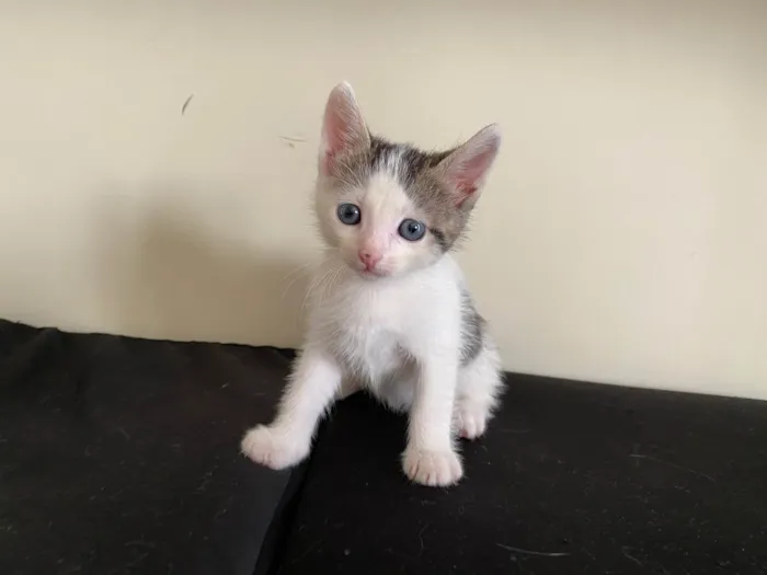 Gato ra a SRD-ViraLata idade 2 a 6 meses nome Sem nome 