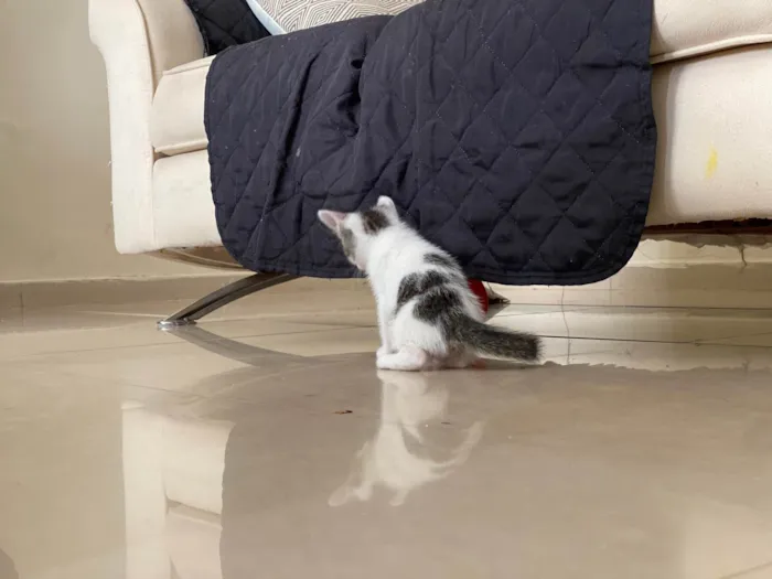 Gato ra a SRD-ViraLata idade 2 a 6 meses nome Sem nome 