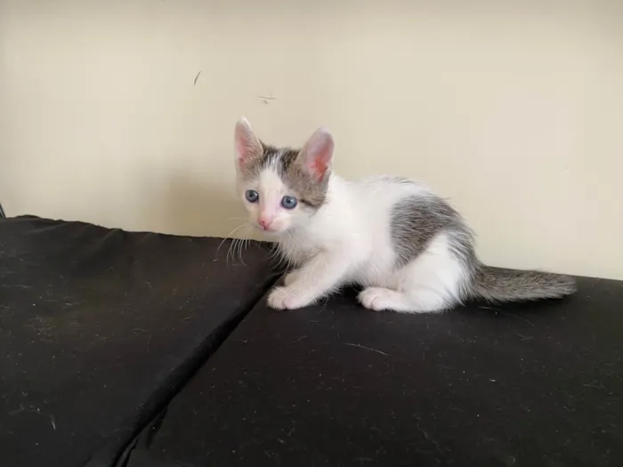Gato ra a SRD-ViraLata idade 2 a 6 meses nome Sem nome 