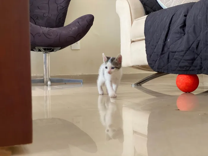 Gato ra a SRD-ViraLata idade 2 a 6 meses nome Sem nome 