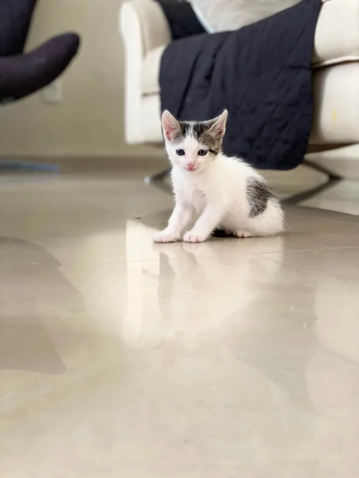 Gato ra a SRD-ViraLata idade 2 a 6 meses nome Sem nome 