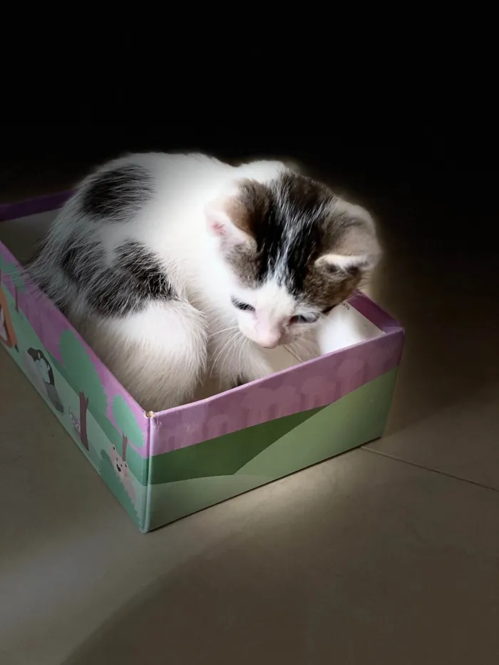 Gato ra a SRD-ViraLata idade 2 a 6 meses nome Sem nome 