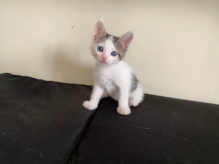 Gato ra a SRD-ViraLata idade 2 a 6 meses nome Sem nome 