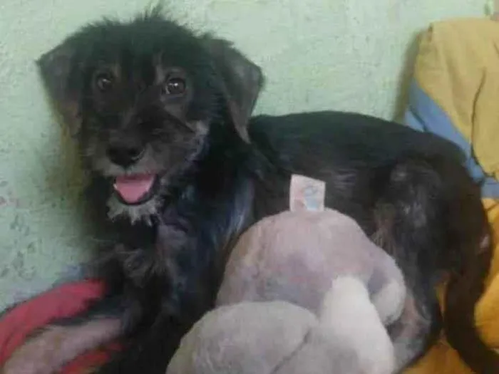 Cachorro ra a SRD-ViraLata idade 2 a 6 meses nome Belchior 