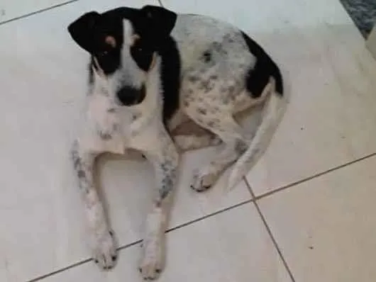 Cachorro ra a SRD-ViraLata idade 2 a 6 meses nome Bia