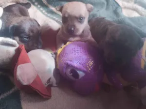 Cachorro raça Bassé ,Pitbull  idade 2 a 6 meses nome Dora,Nora,Puly