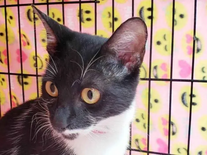 Gato ra a SRD-ViraLata idade 1 ano nome Felícia
